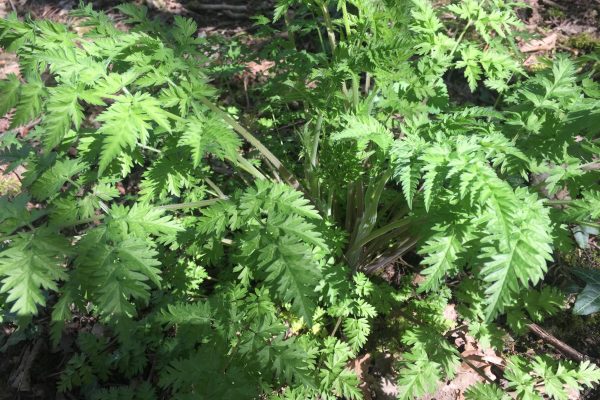 Cow Parsley